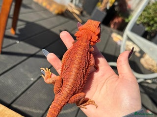 Bearded Dragon reptiles - Advert 17