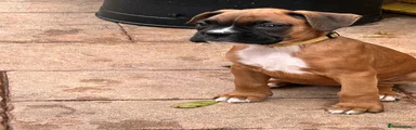 Boxer Puppy 3