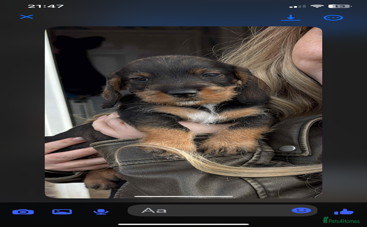 Dachshund dogs - Advert 1