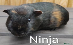 Guinea Pig rodents for sale: Happy, Healthy, Handsome & Confident Pet Boars - Image 3