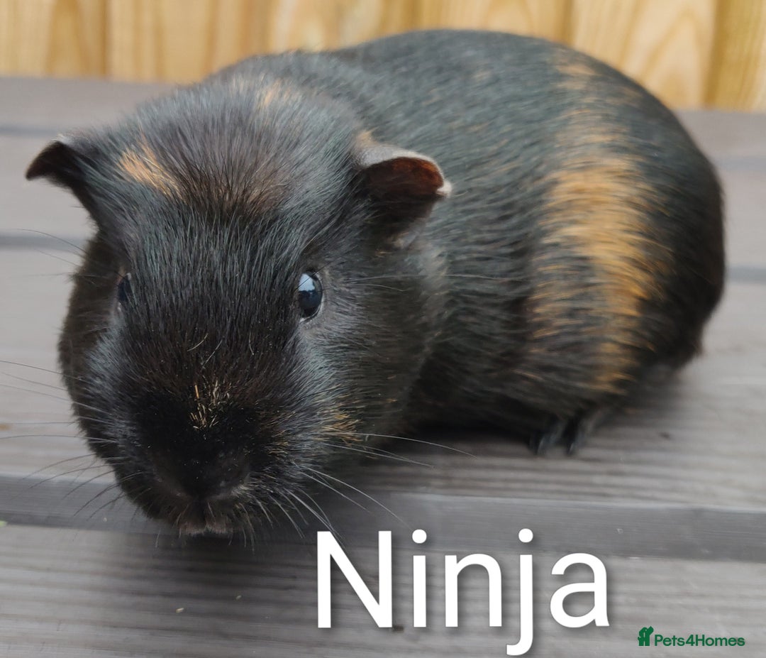 Guinea Pig rodents for sale: Happy, Healthy, Handsome & Confident Pet Boars - Image 3