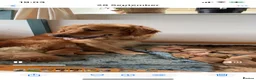 Golden Retriever dogs for sale: Golden Retriever puppies  in Saltburn-by-the-Sea - Advert 1