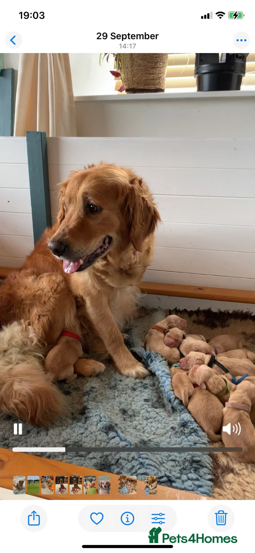 Golden Retriever dogs for sale: Golden Retriever puppies  in Saltburn-by-the-Sea - Advert 1