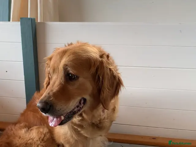 Golden Retriever dogs for sale: KC Registered Golden Retriever puppies - Advert 21