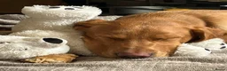Labrador Retriever dogs for sale: Male Labrador 9 months old - Advert 2
