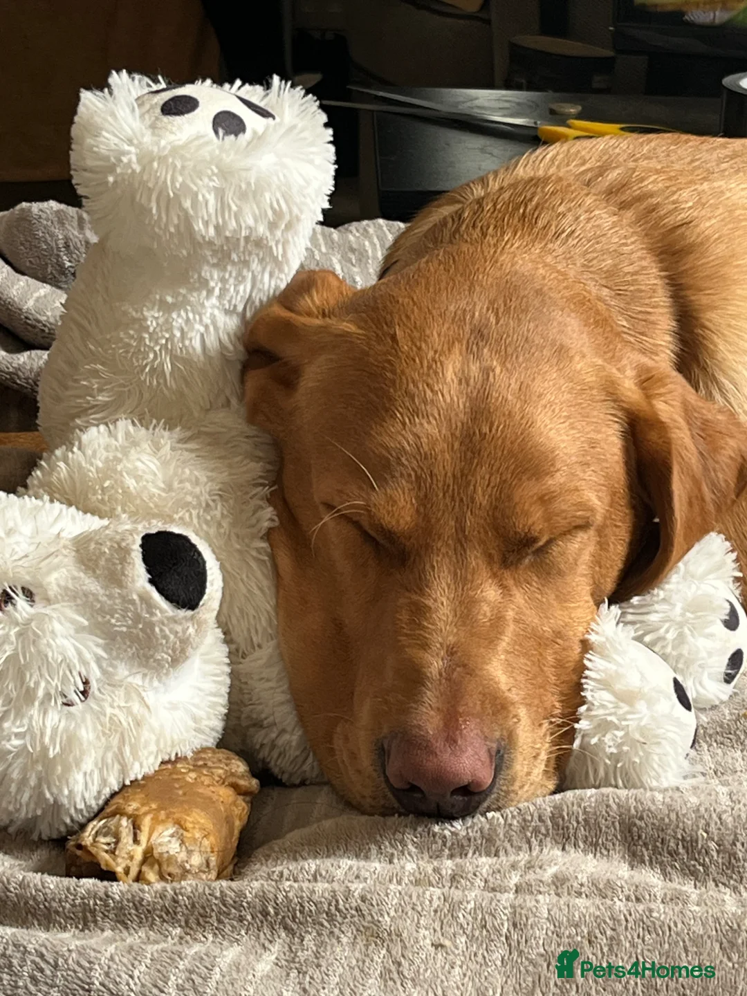 Labrador Retriever dogs for sale: Male Labrador 9 months old - Advert 2