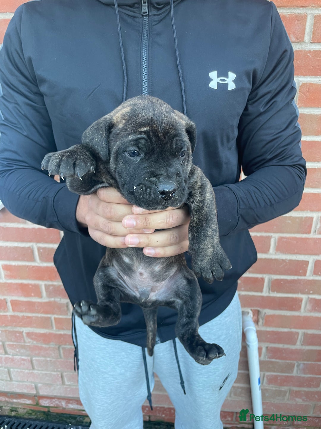 Presa Canario dogs for sale: Presa Canario Puppies Spanish x Serbian Imports - Advert 14