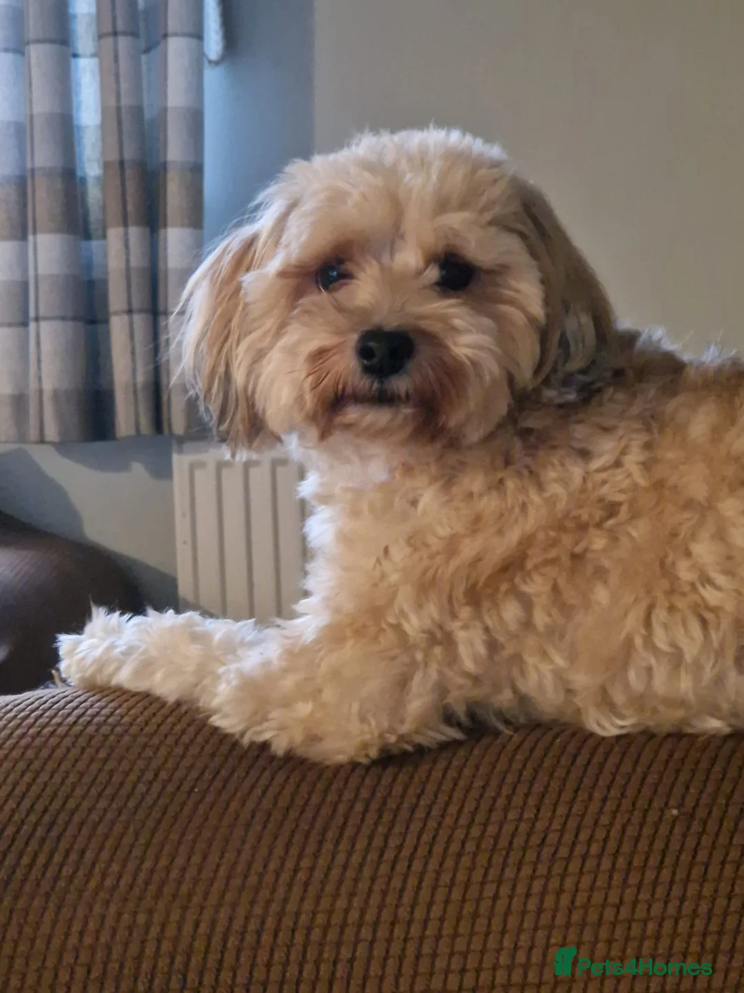 Mixed Breed dogs for adoption: BONDED:💙ALFIE 10yo Shih Tzu❤️MUFFIN 6yo Cockapoo - Advert 13