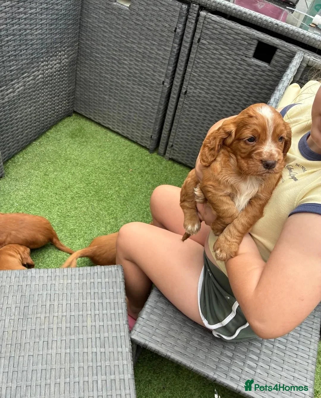 Cocker Spaniel dogs for sale: Beautiful Cocker Spaniel Puppies 2 Boys & 2 Girls  in Manchester - Advert 2