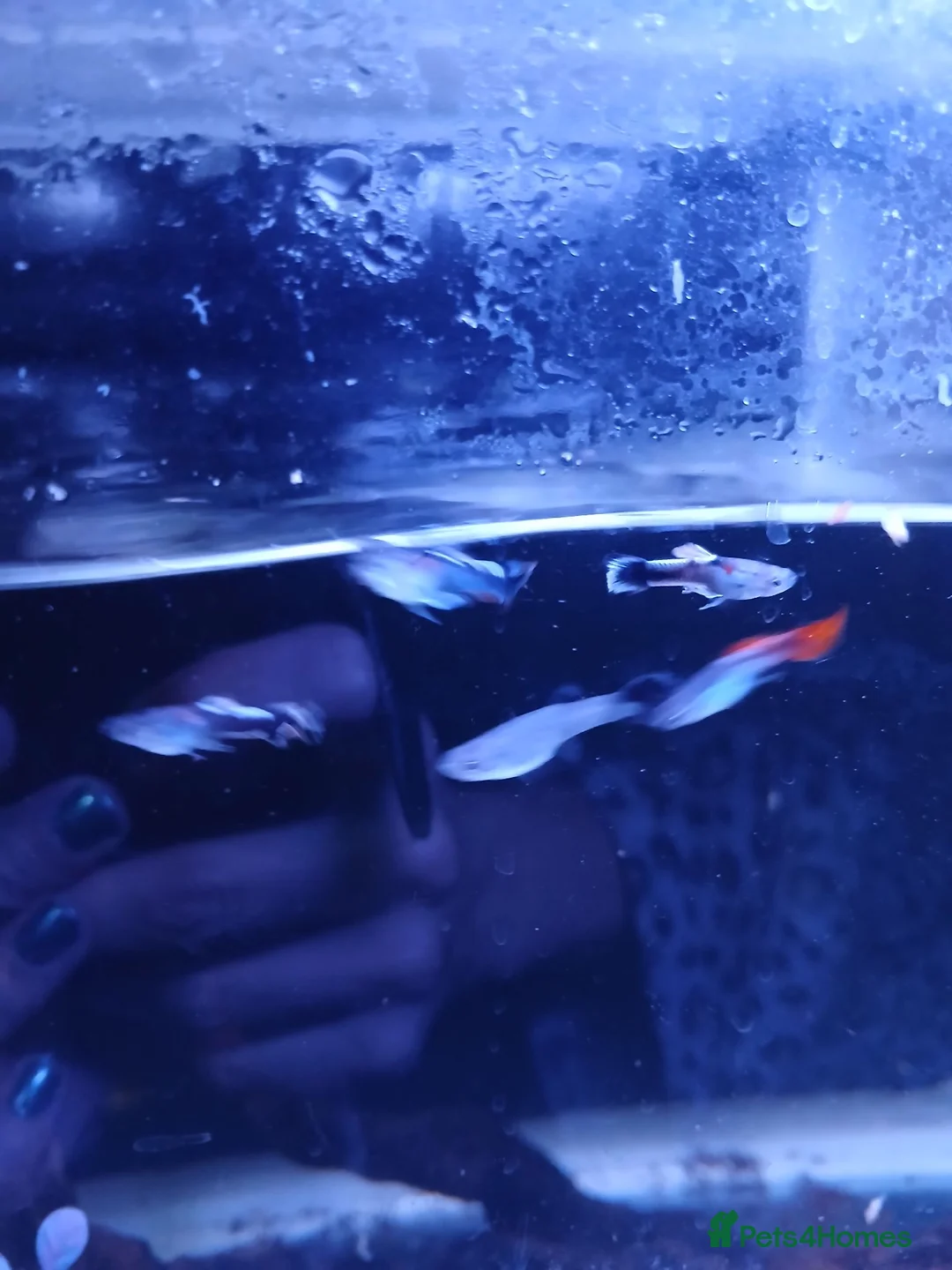 Live Bearers fish for sale: Guppies tropical fish mixed sexes - Advert 2