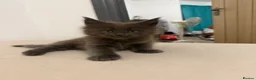 Maine Coon cats for sale: Pedigree GCCF Russian Kazakhstan import line - Advert 25