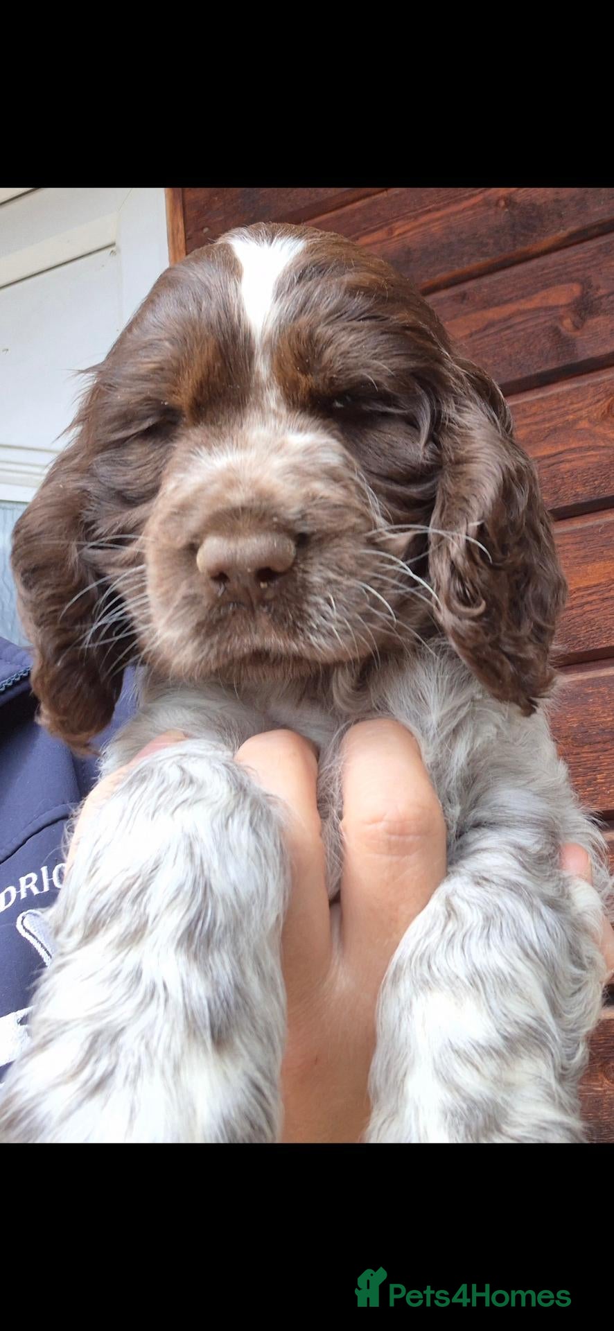 Cocker Spaniel dogs Show type cocker spaniel puppies  - Advert 15