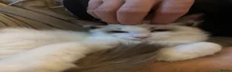 Ragdoll cats for sale: Beautiful Ragdoll Boy Looking for His Forever Home - Advert 6
