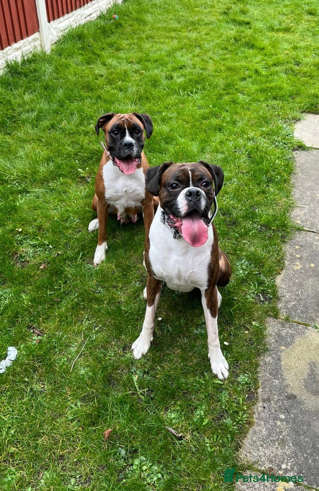Boxer dogs for sale: POTENTIAL Re-home   - Image 3