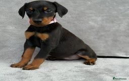 Dobermann dogs for sale: Kc Reg.European Blood lines Doberman Puppies - Image 23