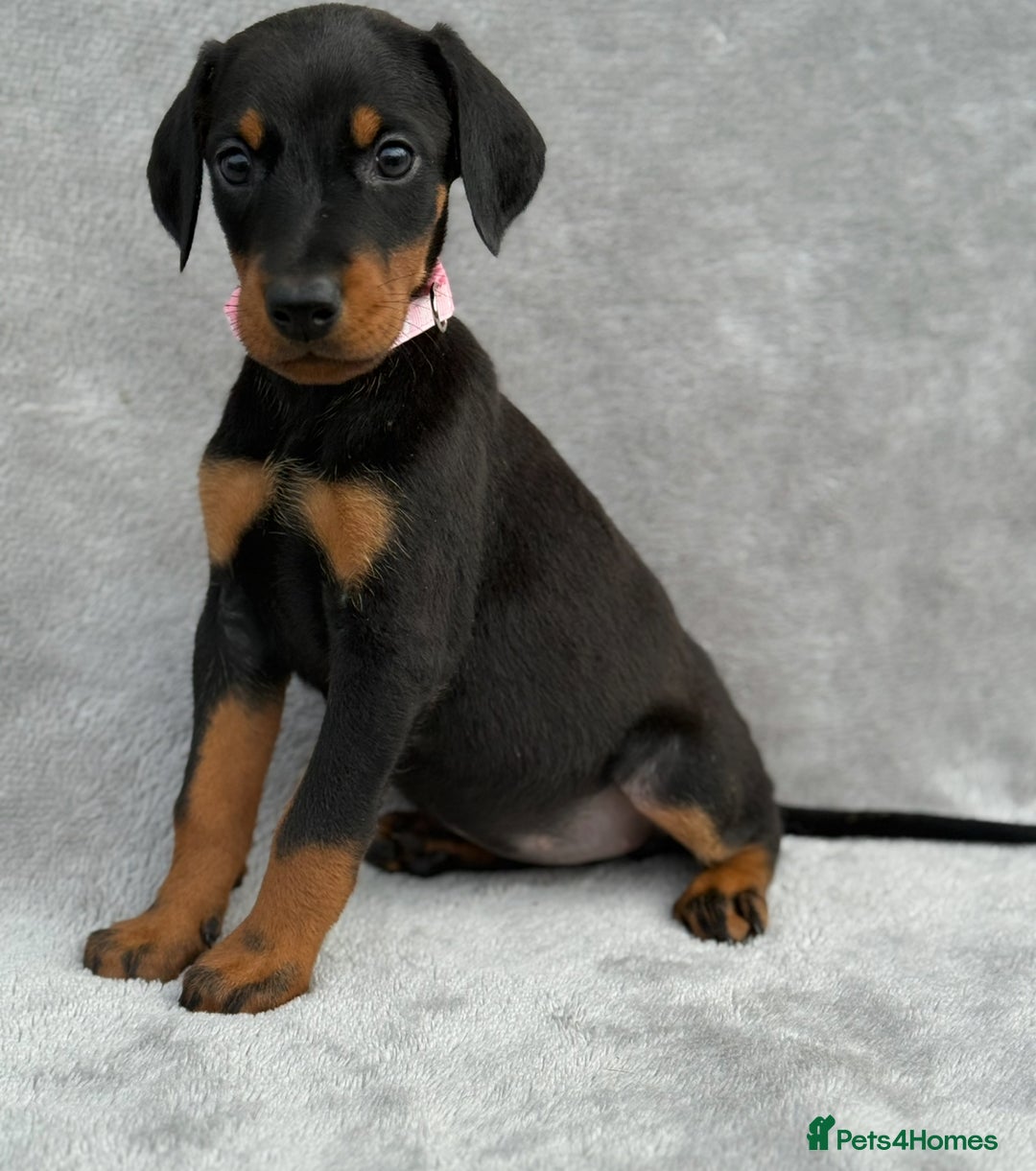 Dobermann dogs for sale: Kc Reg.European Blood lines Doberman Puppies - Image 23