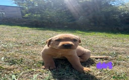 Labrador Retriever dogs for sale: Fox Red Labrador puppies  - Image 7