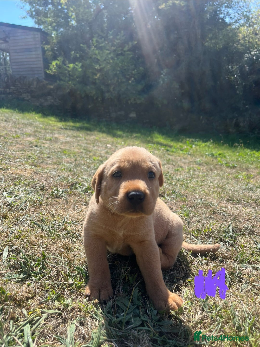 Labrador Retriever dogs for sale: Fox Red Labrador puppies  - Image 7