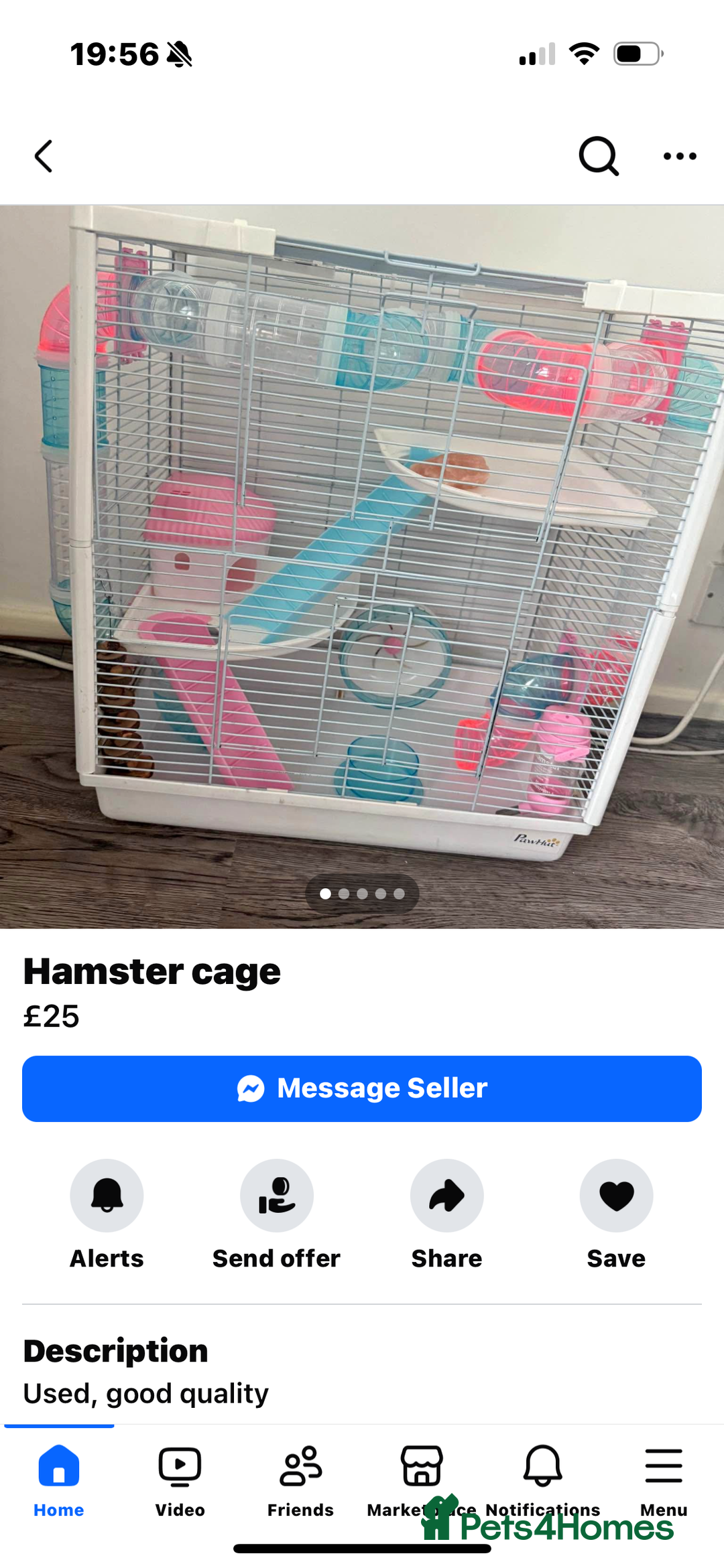 Hamster rodents for sale: Female hamster - Image 3