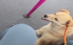 Mixed Breed dogs for adoption: 🍉Pipin🍉 for adoption, fostered in GLASGOW - Image 7