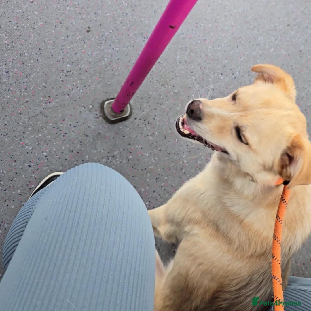 Mixed Breed dogs for adoption: 🍉Pipin🍉 for adoption, fostered in GLASGOW - Image 7