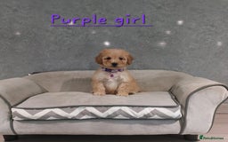 Cavachon dogs for sale: Beautiful Cavapoochon puppies 🥰 - Image 3
