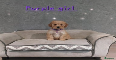 Cavachon dogs - Advert 2