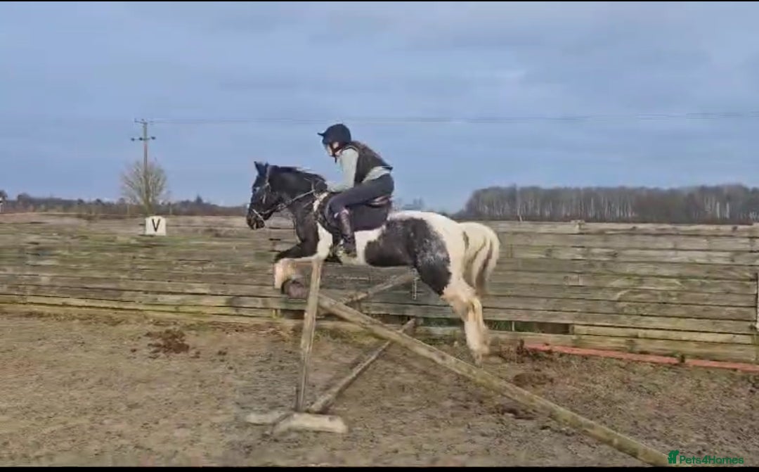 Irish Cob horses for sale: 13.1 fun loving all rounder  - Image 13