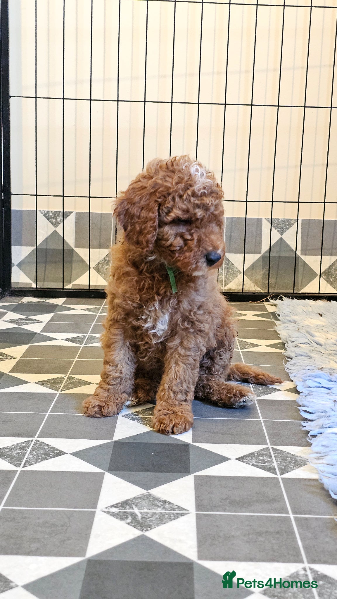 Australian Labradoodle dogs Stunning full Australian Labradoodle puppies  - Advert 1