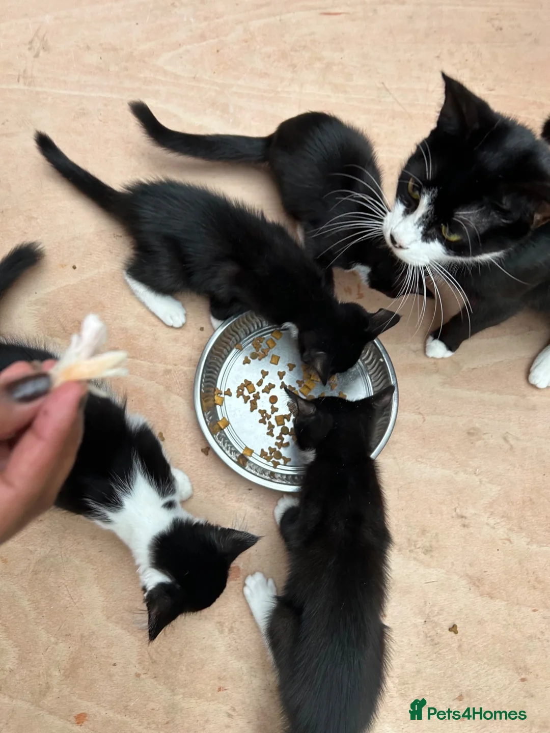 Korat cats for sale: 2 beautiful kittens for sale!!! - Advert 2
