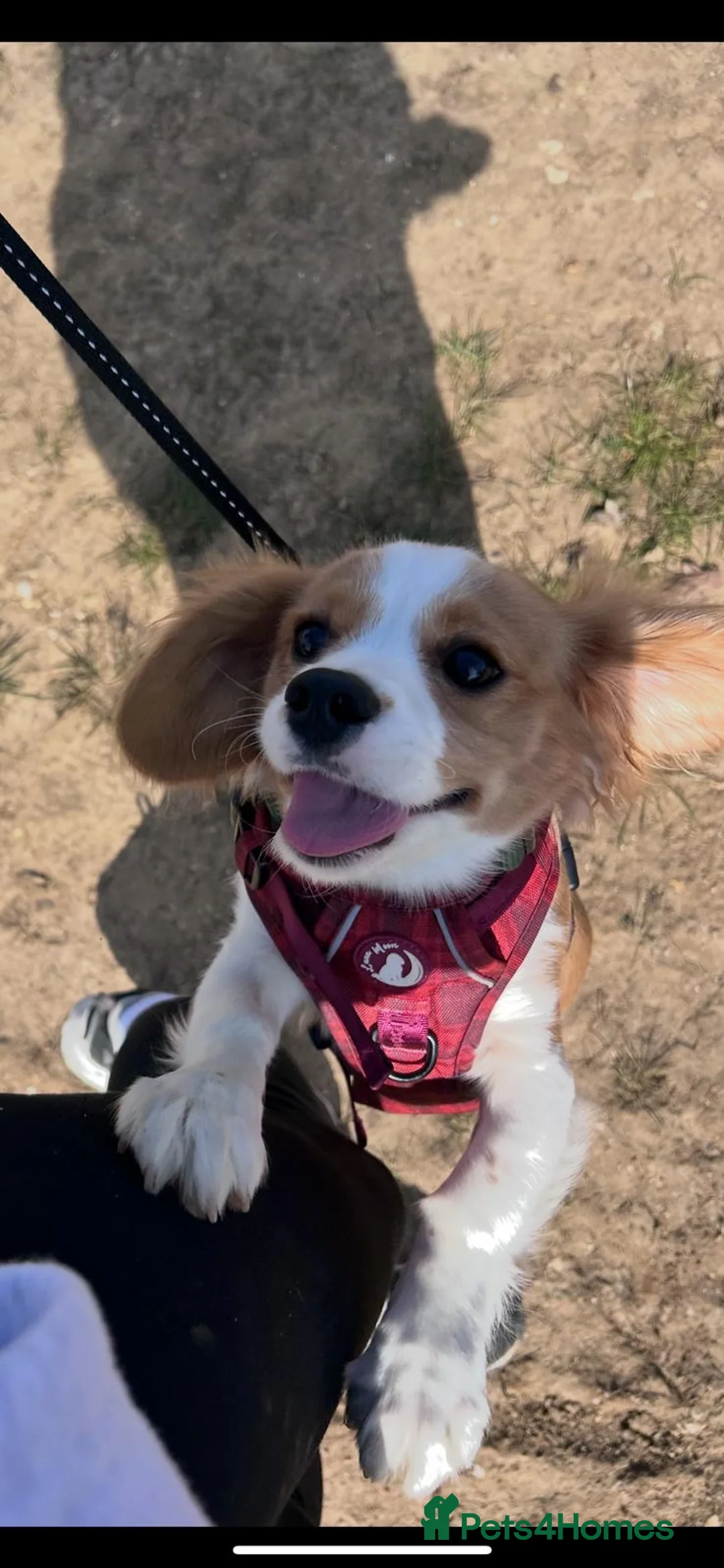 Cavachon dogs for sale: Cavachon puppy for rehoming  - Advert 1