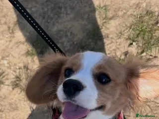 Cavachon dogs Cavachon puppy for rehoming - Advert 7