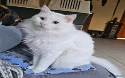 Mixed Breed cats for sale: Darling Dove  - Image 1