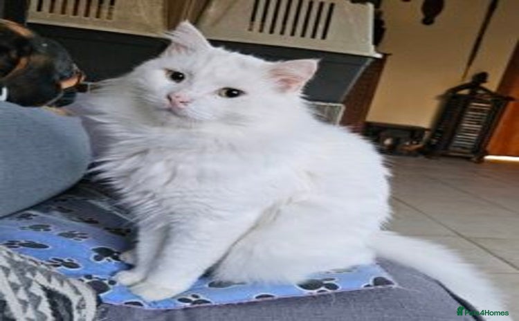 Mixed Breed cats - Advert 6