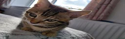 Bengal cats for sale: Pure Bengal kittens for sale - Advert 25