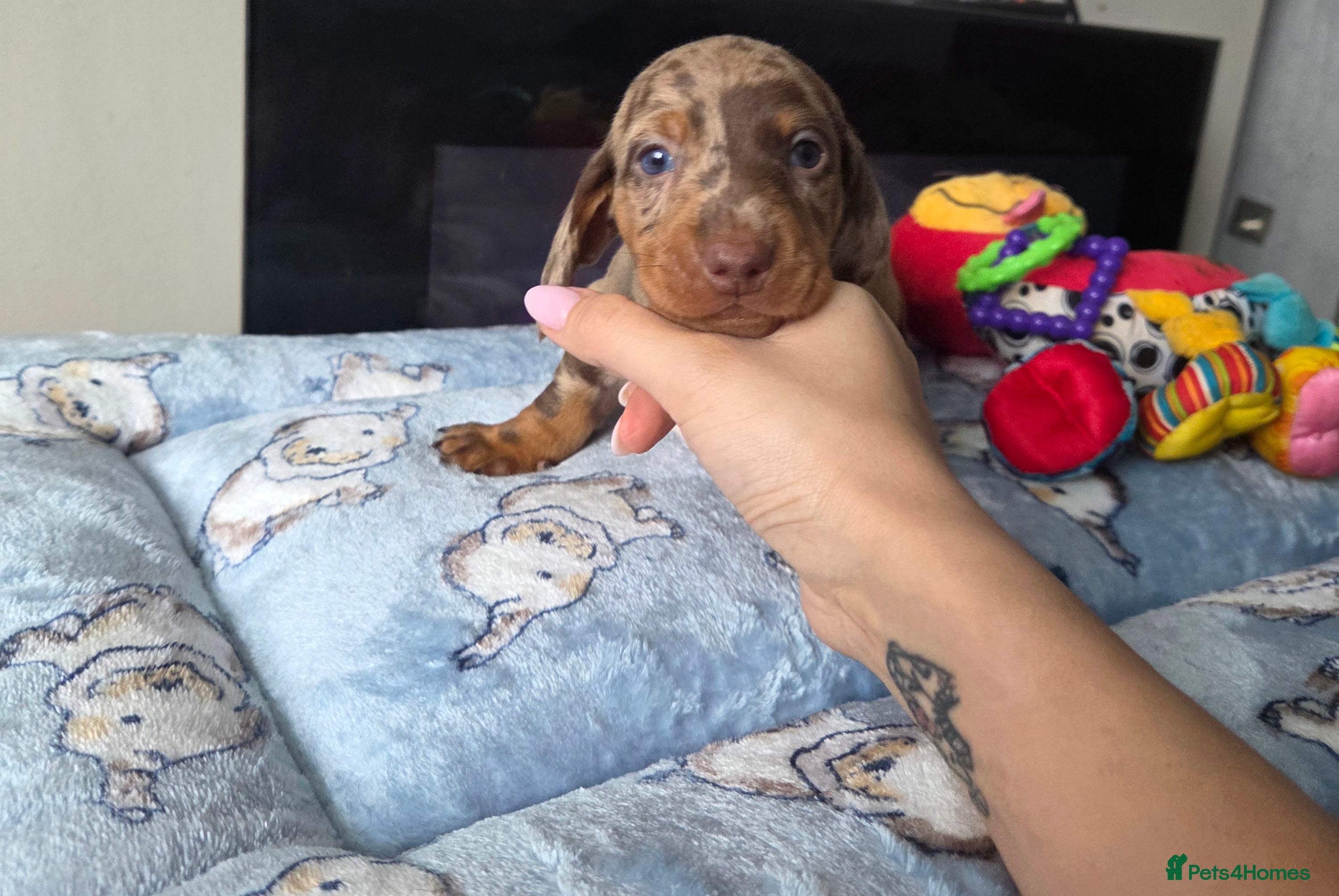Miniature Dachshund dogs Kc Miniature Dachshunds ❤️ - Advert 1