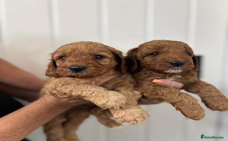 Cavapoo dogs - Advert 15