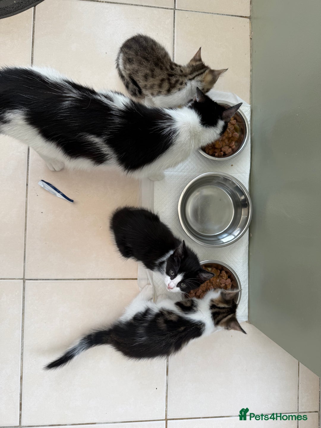 Mixed Breed cats for sale: One Male kitten left 8 weeks old ready now - Image 8