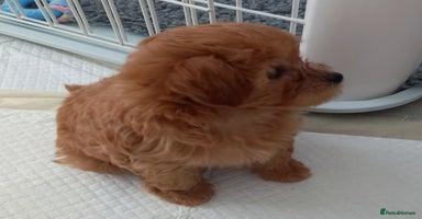 Maltipoo dogs in Glastonbury - Advert 11