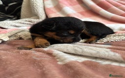 Mixed Breed dogs for sale: german shepard x old tyme bulldog  - Image 3