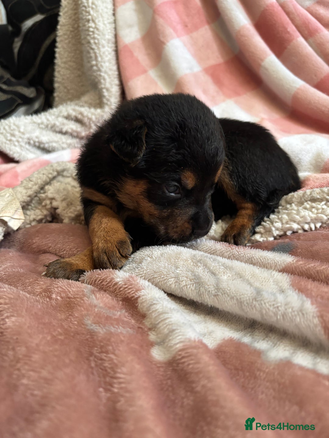 Mixed Breed dogs for sale: german shepard x old tyme bulldog  - Image 3