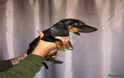 Dachshund dogs for sale: Dachshund boys ready to leave - Image 2