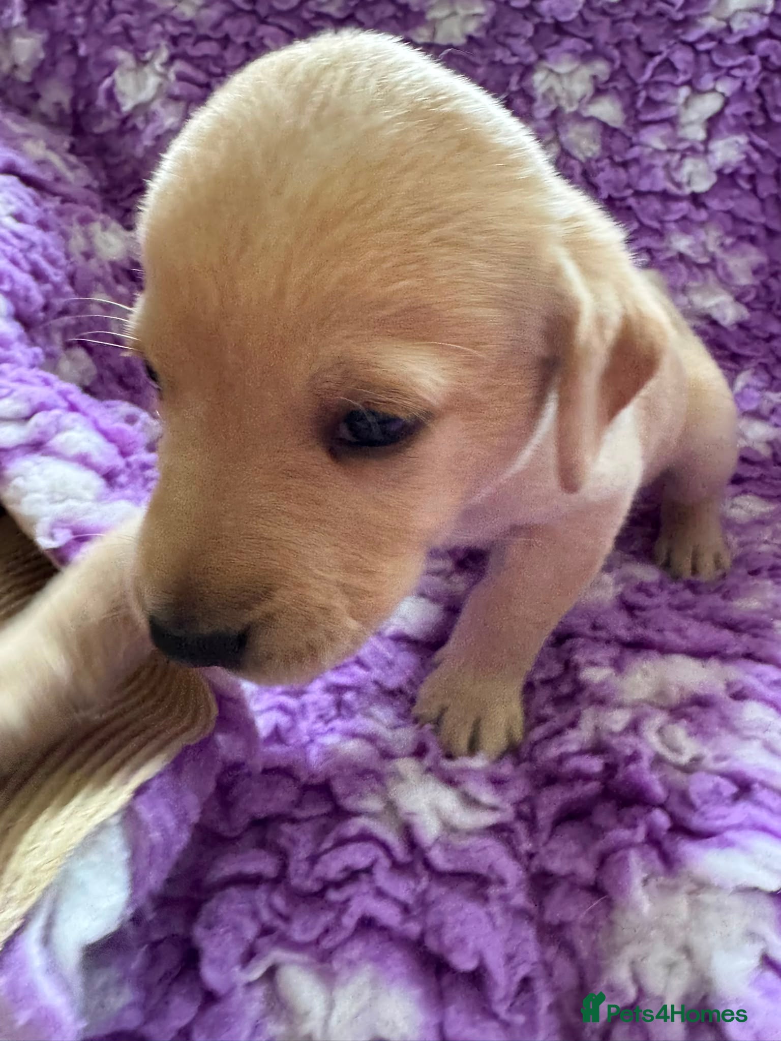 Labrador Retriever Puppy 4