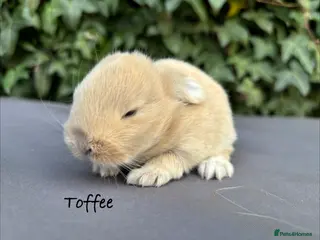 Mixed Breed rabbits Beautiful baby bunnies - Advert 9