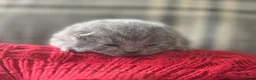 British Shorthair cats for sale: British Blue Short Hair Kittens  in Craigavon - Advert 3