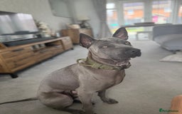 Thai Ridgeback dogs for sale: 12 month old Thai Ridgeback  - Image 3