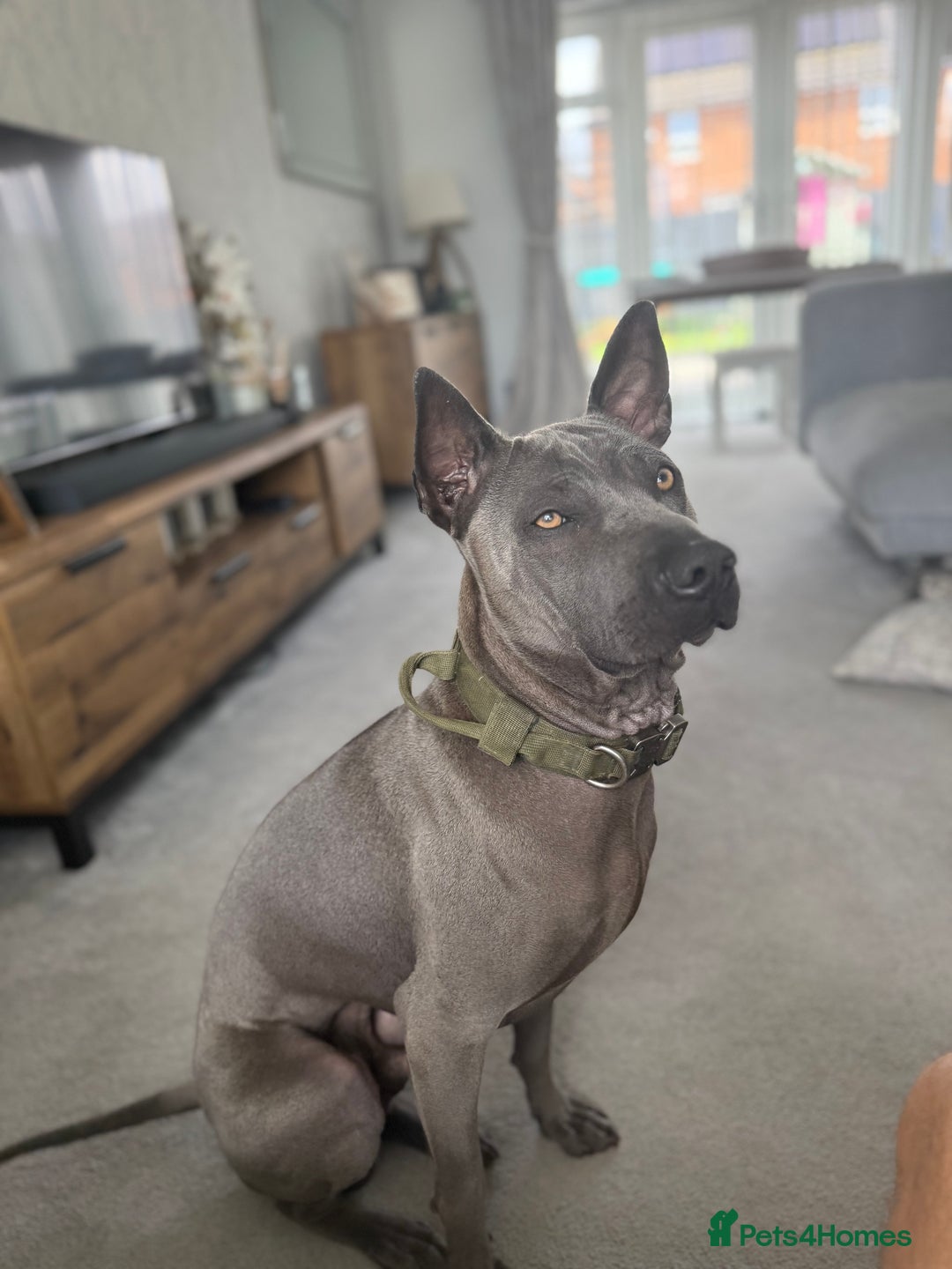 Thai Ridgeback dogs for sale: 12 month old Thai Ridgeback  - Image 3