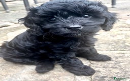 Cavapoo dogs for sale: F1 Cavapoos  - Image 7