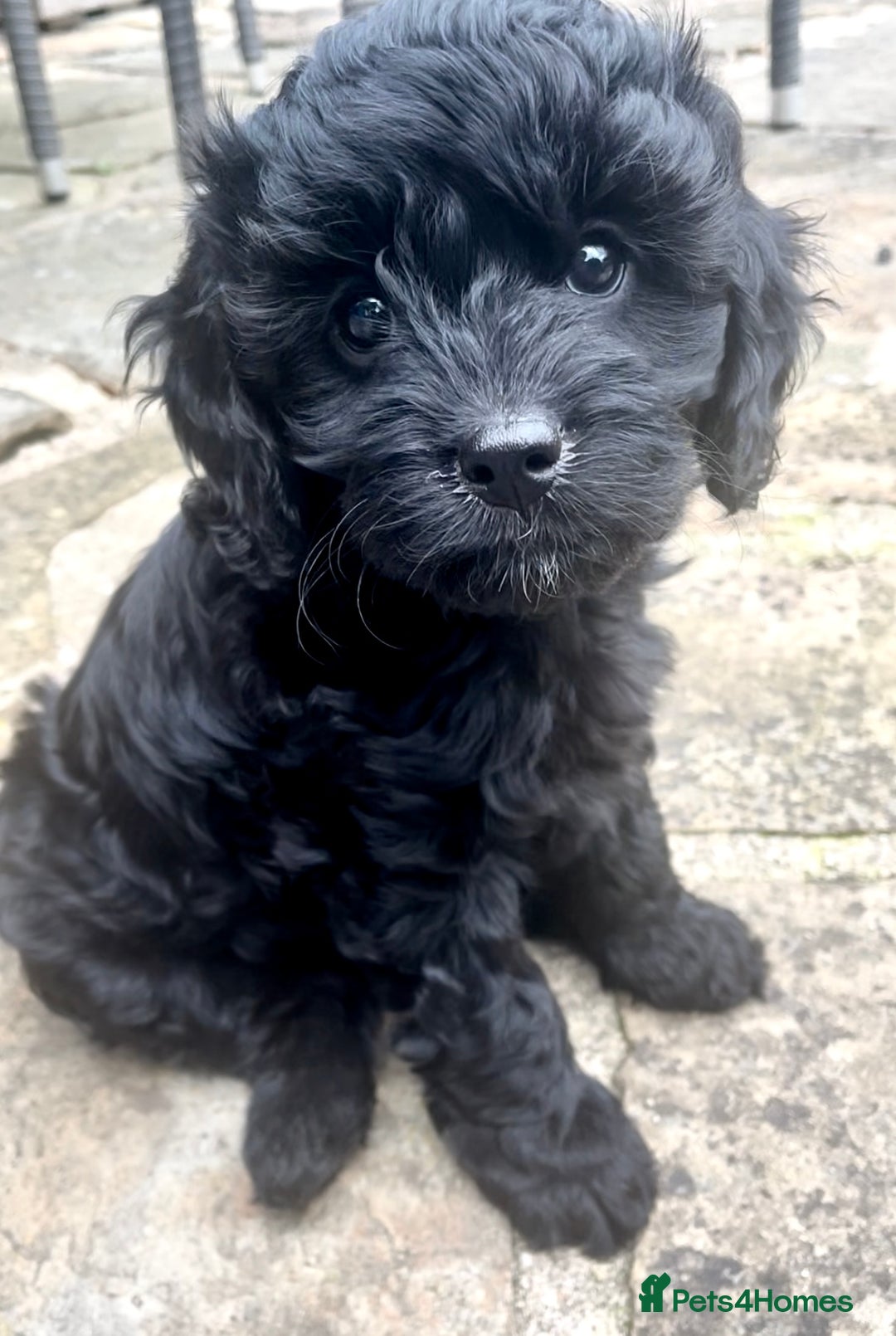 Cavapoo dogs for sale: F1 Cavapoos  - Image 7