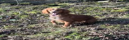 Bocker dogs for sale: 2 stunning bocker pups for sale  in Bradford - Advert 2